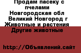Продам пасеку с пчелами - Новгородская обл., Великий Новгород г. Животные и растения » Другие животные   